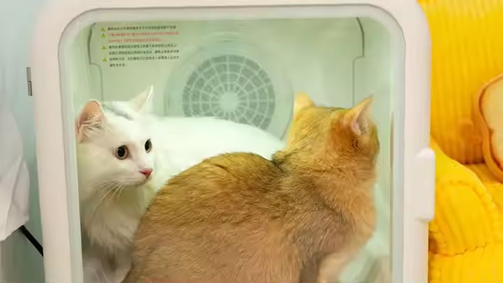 Newest Automatic Intelligent 2-In-1 Animal Cat Hair Dryer and Bed Room for Cat Smart Pet Dryer Box