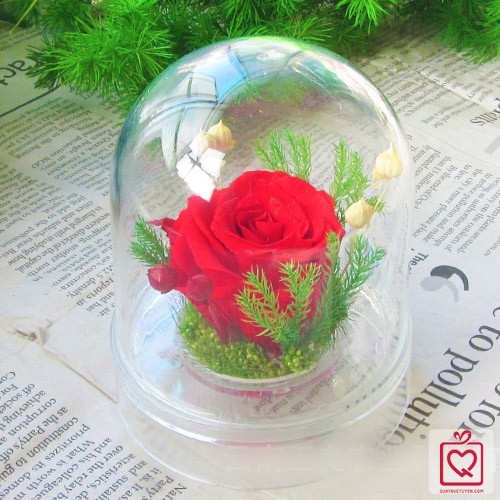 Immortal Rose - Pillar Box